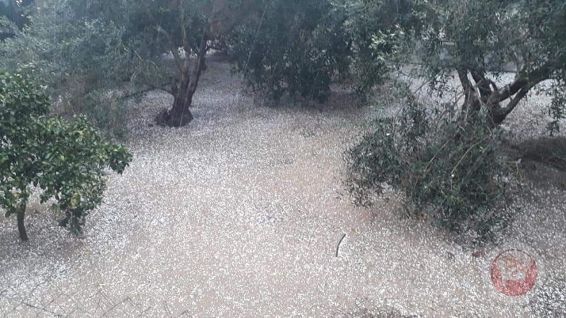 صور- اراضٍ تفترش بحبات البرد في غزة