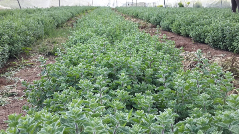 زراعة سلفيت توزع 2000 شجرة زيتون على مزارعي دير بلوط