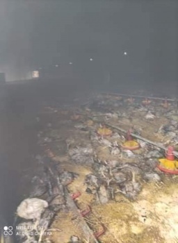 نفوق 12 ألف طير إثر حريق داخل مزرعة لتربية الطيور في عجة
