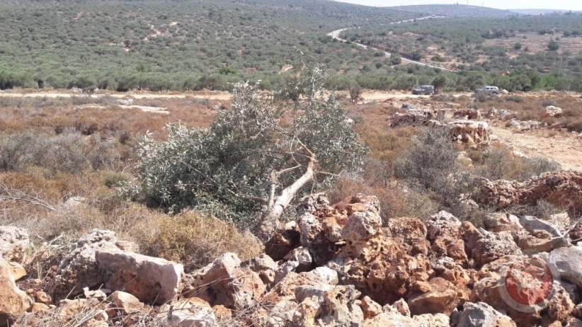 صورة توضيحية