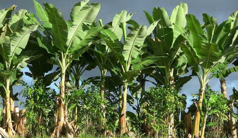 صورة توضيحية