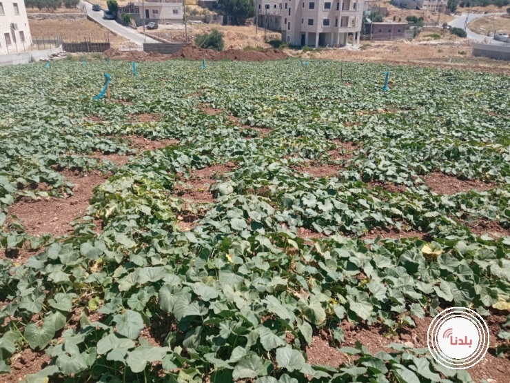 الفقوس الساحوري