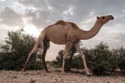 جمل