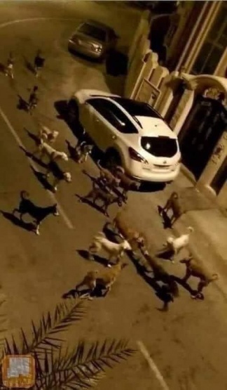 جمعية الحياة البرية تصدر بيانا حول مشكلة الحيوانات الضالة