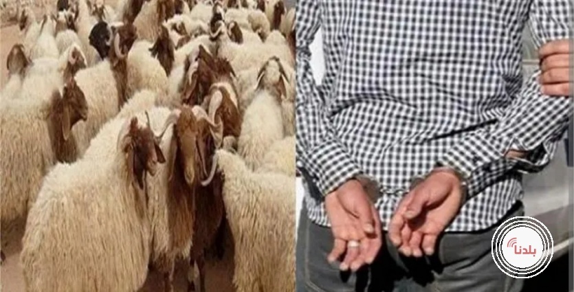 كشف ملابسات سرقة 40 رأس من الأغنام في الخليل.