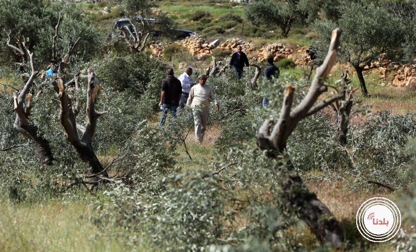 مستوطنون يقطعون 350 شجرة زيتون في قرية جيت شرق قلقيلية
