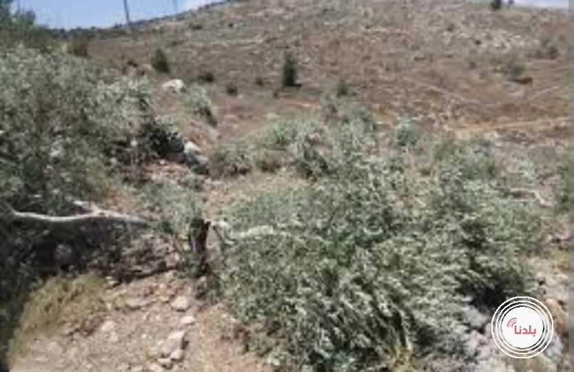 مستوطنون يقطعون 70 شجرة زيتون جنوب نابلس