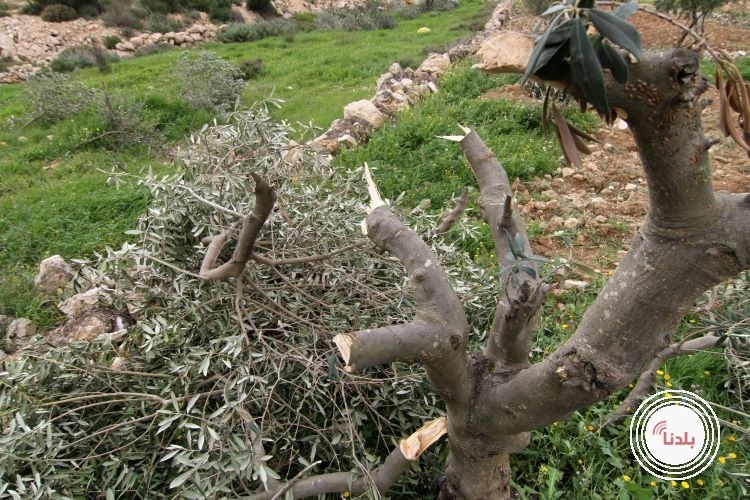 توضيحية 