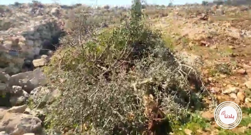 توضيحية 