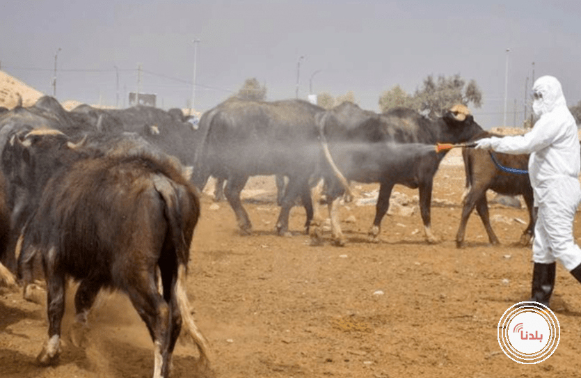 توضيحية 