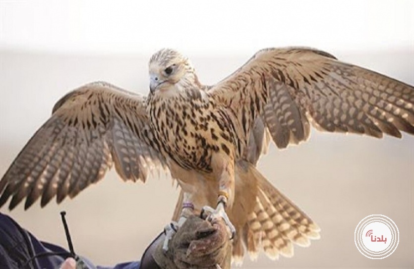 يقدر ثمنه بـ60 ألف دولار.. اصطياد طير حر نادر في مدينة جيرود السورية