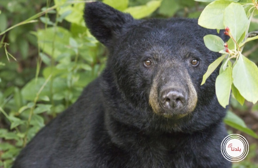 دب أسود يتجول في سوق عيد الميلاد في ولاية تينيسي الأمريكية!