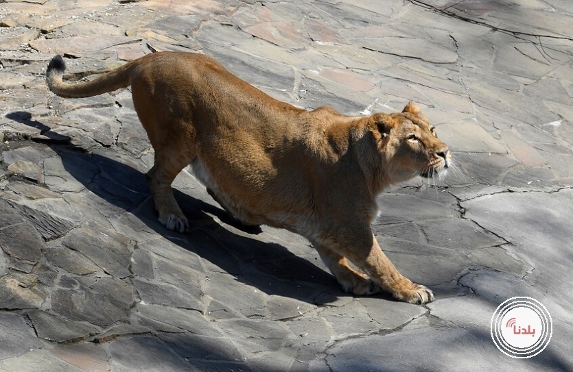 لبؤة تقتل رجلا اقتحم حظيرتها في حديقة حيوان بالبرازيل