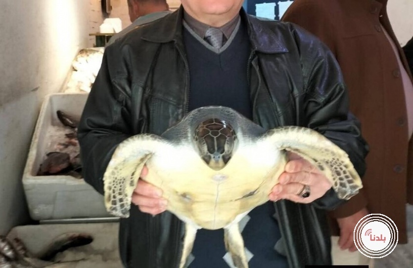 البيئة المصرية تنقذ سلحفاة بحرية مهددة بالانقراض من محل مأكولات