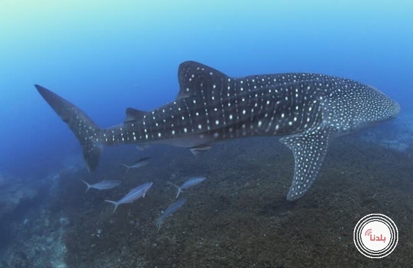 غضب واستياء ودعوات للمحاسبة.. اصطياد قرش حوتي مهدد بالانقراض بطريقة وحشية بالبحر الأحمر