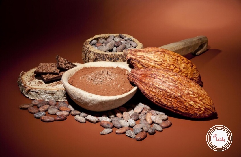الكاكاو وتأثيره على العين.. نتائج واعدة من تجارب مخبرية