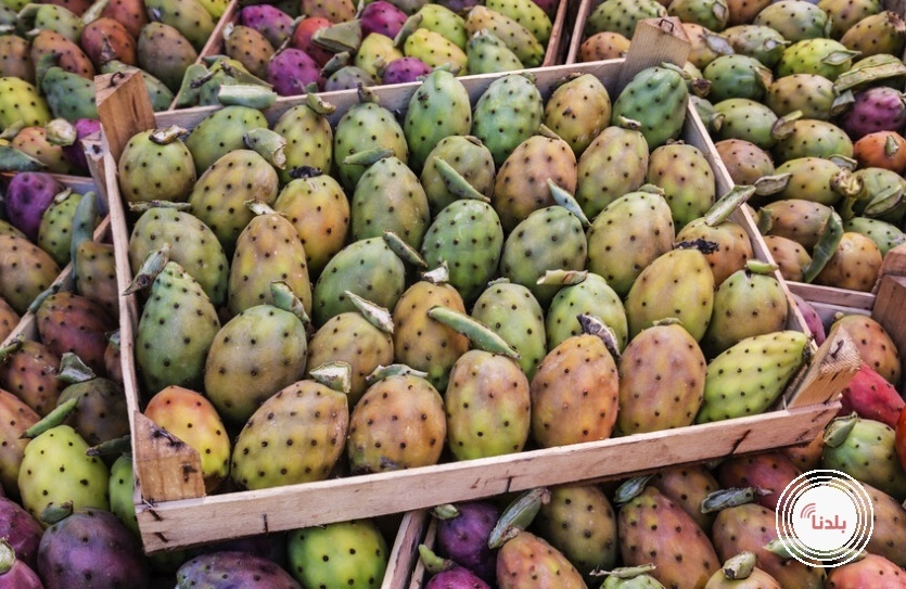 مراجعة علمية تكشف عن فوائد صحية غير متوقعة للتين الشوكي