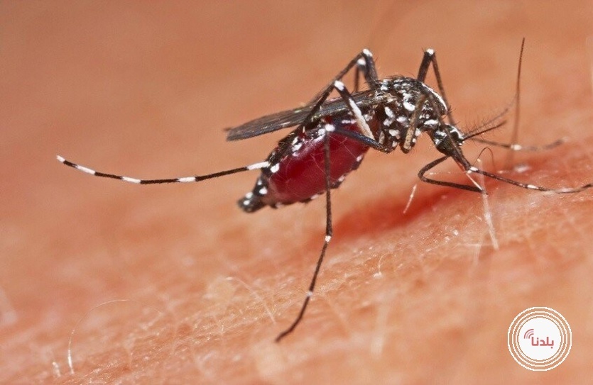 طفيليات ينقلها البعوض للإنسان