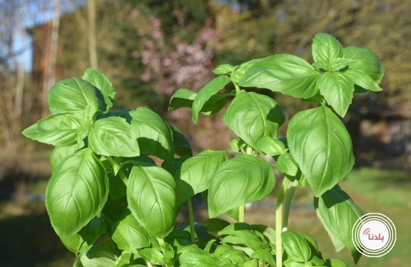 بديل طبيعي للفلورايد يحمي أسنانك من التسوس