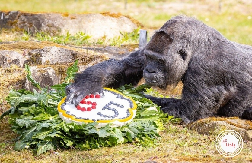 أكبر غوريلا سنا في العالم تحتفل بعيد ميلادها الـ69 في برلين