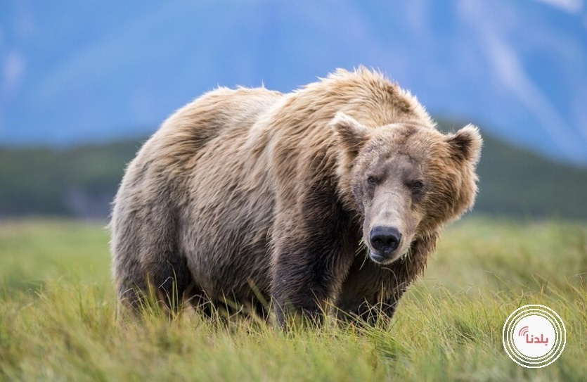 إصابة جنديين أمريكيين في ألاسكا خلال مواجهة مع دب