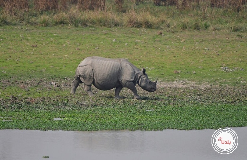 وحيد قرن ينهي حياة رجل كرس عمره لحمايته