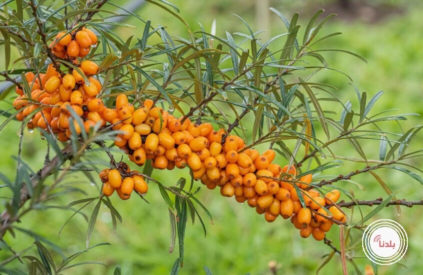 نبات بري يحسن المناعة ويدعم صحة الكبد والدماغ