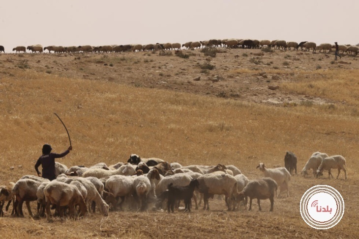 مستوطنون يسرقون 80 رأس غنم في كفر مالك شرق رام الله