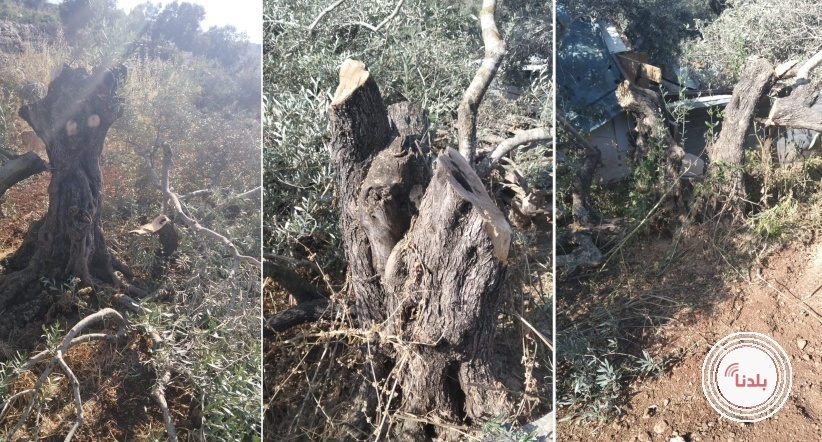 مستوطنون يقطعون 40 شجرة زيتون معمّرة جنوب سلفيت