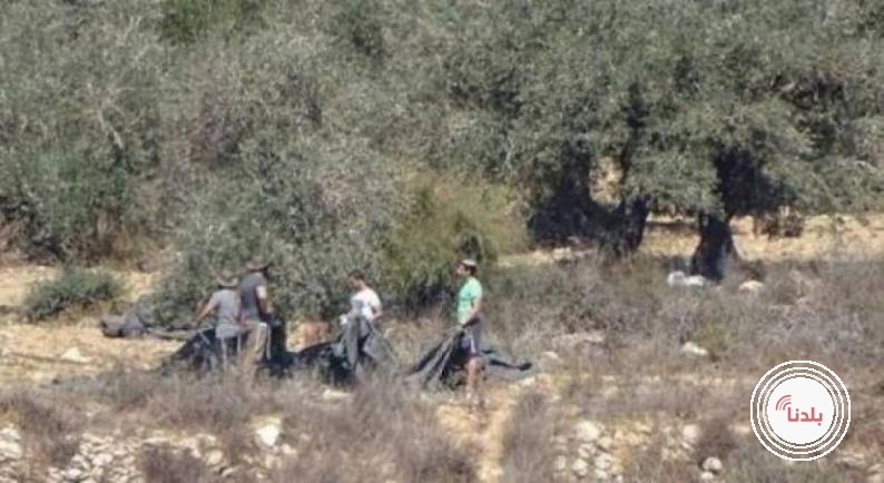 مستوطنون يستولون على مركبة ويسرقون ثمار زيتون ومعدات زراعية في عين يبرود