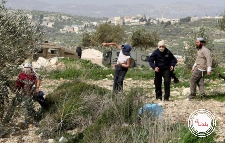 مستوطنون يقطعون أشجار زيتون ويعتدون على ممتلكات المزارعين في مردا شمال سلفيت