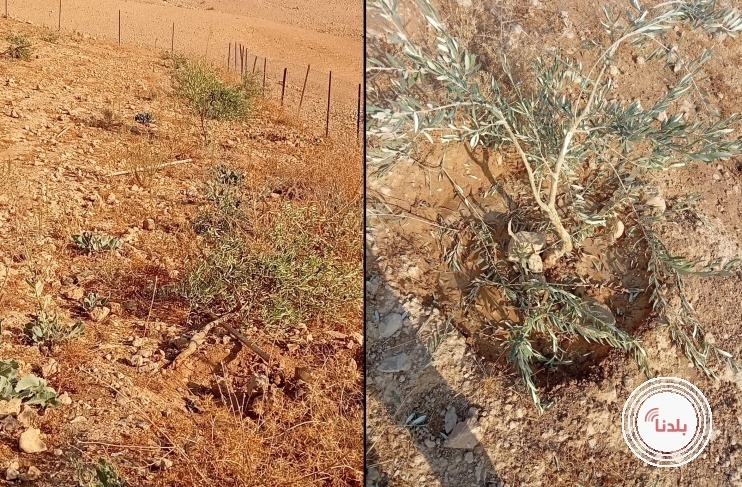 مستوطنون يدمرون أشجار زيتون ويثقبون خزانات مياه جنوب الخليل